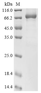 Greater than 85% as determined by SDS-PAGE.