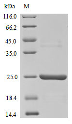 Greater than 90% as determined by SDS-PAGE.