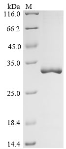 Greater than 90% as determined by SDS-PAGE.