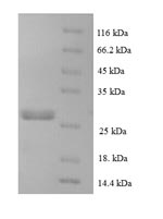 Greater than 90% as determined by SDS-PAGE.