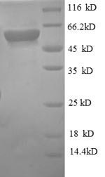 Greater than 90% as determined by SDS-PAGE.