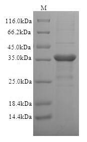 Greater than 90% as determined by SDS-PAGE.