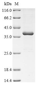 Greater than 90% as determined by SDS-PAGE.