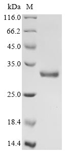 Greater than 90% as determined by SDS-PAGE.