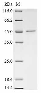 Greater than 85% as determined by SDS-PAGE.