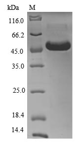 Greater than 85% as determined by SDS-PAGE.