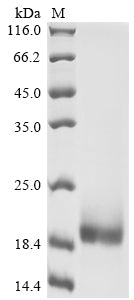 Greater than 90% as determined by SDS-PAGE.