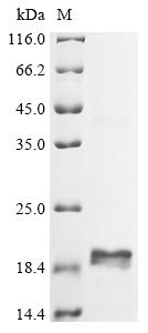 Greater than 90% as determined by SDS-PAGE.