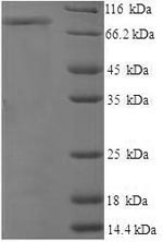 Greater than 90% as determined by SDS-PAGE.