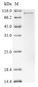 Greater than 85% as determined by SDS-PAGE.