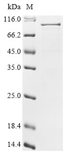 Greater than 85% as determined by SDS-PAGE.