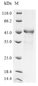 Greater than 85% as determined by SDS-PAGE.