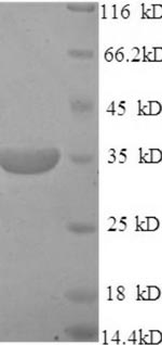 Greater than 90% as determined by SDS-PAGE.