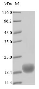 Greater than 90% as determined by SDS-PAGE.