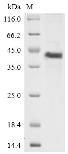 Greater than 85% as determined by SDS-PAGE.