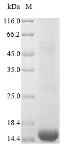 Greater than 85% as determined by SDS-PAGE.