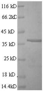 Greater than 90% as determined by SDS-PAGE.