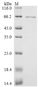 Greater than 90% as determined by SDS-PAGE.