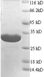 Greater than 90% as determined by SDS-PAGE.