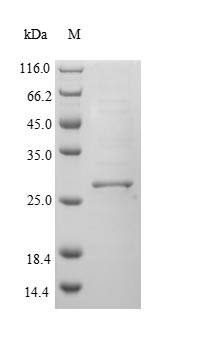 Greater than 90% as determined by SDS-PAGE.