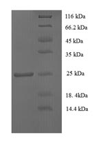 Greater than 90% as determined by SDS-PAGE.