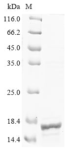 Greater than 85% as determined by SDS-PAGE.