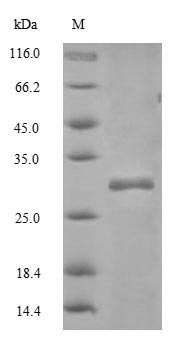 Greater than 90% as determined by SDS-PAGE.