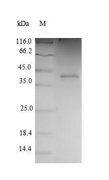 Greater than 90% as determined by SDS-PAGE.