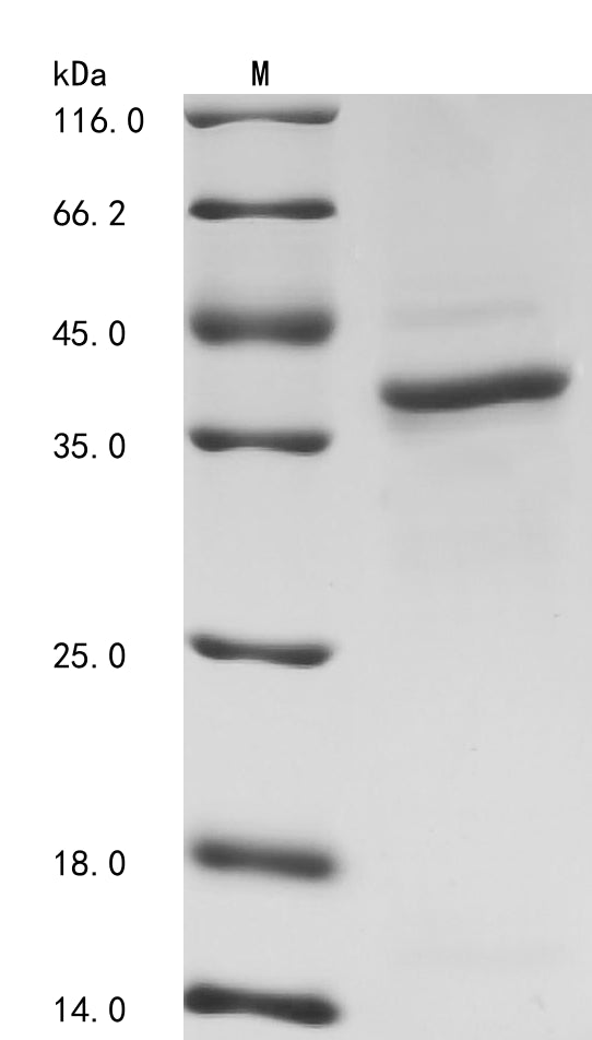 Greater than 85% as determined by SDS-PAGE.