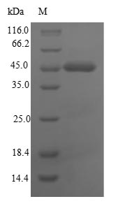 Greater than 90% as determined by SDS-PAGE.