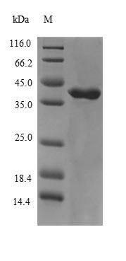 Greater than 90% as determined by SDS-PAGE.