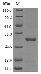 Greater than 85% as determined by SDS-PAGE.