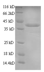 Greater than 90% as determined by SDS-PAGE.