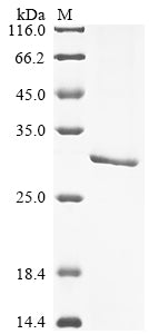 Greater than 90% as determined by SDS-PAGE.