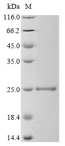 Greater than 90% as determined by SDS-PAGE.