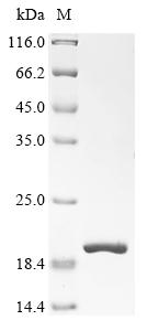 Greater than 90% as determined by SDS-PAGE.