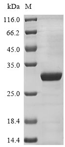 Greater than 85% as determined by SDS-PAGE.