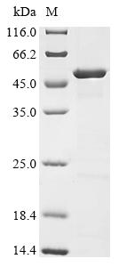 Greater than 90% as determined by SDS-PAGE.