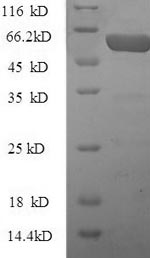 Greater than 90% as determined by SDS-PAGE.