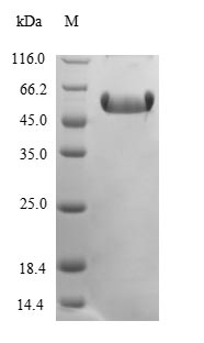 Greater than 90% as determined by SDS-PAGE.