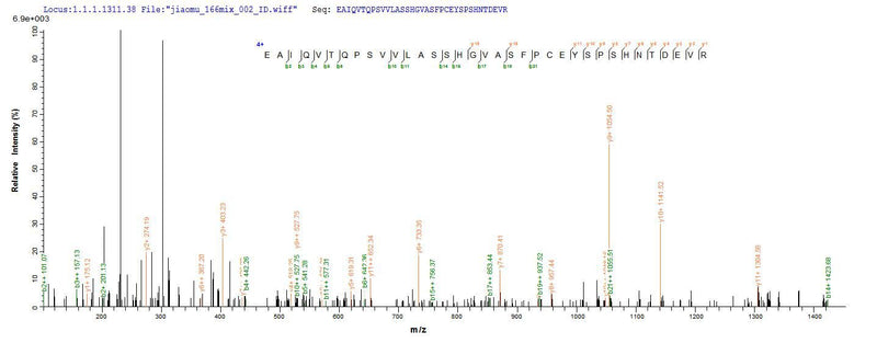 Based on the SEQUEST from database of E.coli host and target protein, the LC-MS/MS Analysis result of this product could indicate that this peptide derived from E.coli-expressed Mus musculus (Mouse) Ctla4.