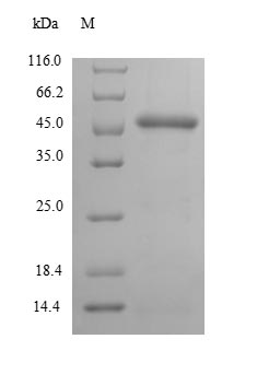 Greater than 85% as determined by SDS-PAGE.