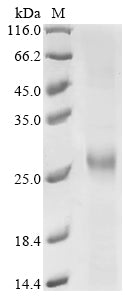 Greater than 90% as determined by SDS-PAGE.