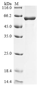 Greater than 90% as determined by SDS-PAGE.