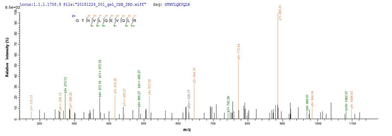 Based on the SEQUEST from database of E.coli host and target protein, the LC-MS/MS Analysis result of this product could indicate that this peptide derived from E.coli-expressed Mus musculus (Mouse) Ctsg.