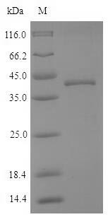 Greater than 90% as determined by SDS-PAGE.