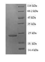 Greater than 90% as determined by SDS-PAGE.