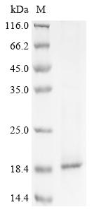 Greater than 85% as determined by SDS-PAGE.