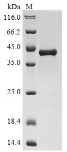 Greater than 85% as determined by SDS-PAGE.