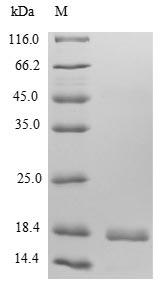 Greater than 85% as determined by SDS-PAGE.